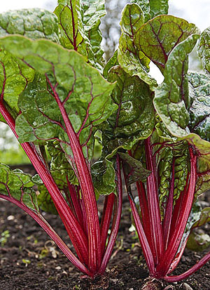 Полезни свойства и рецепти от цвекло