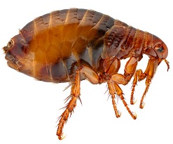 Често срещани видове бълхи при животни, методи за откриване, увреждане на домашния любимец, превантивни мерки, ефективни методи за лечение, видео