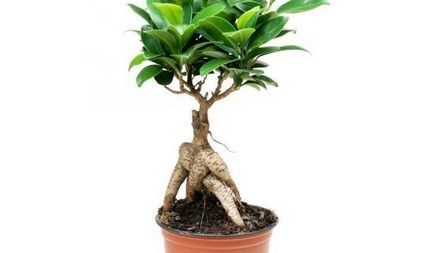 Грижа за Ficus Microcarpa у дома, снимка