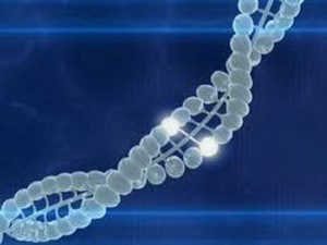 Факторът на действие на гена BRCA1 ще се използва в кардиологично лечение
