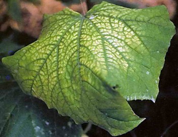 Признаци на азотно, калиево и фосфорно гладуване на краставици. Излишък от бор и соли