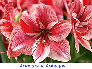 Как да различим хипеаструма и амарилиса