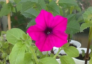 Petunia Trilogy подробно описание и тайни на отглеждане