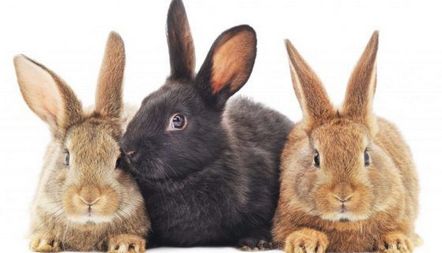 Описание на заека, основни точки