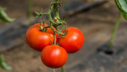 ДоматОбщо описание на сорта, прегледи, характеристики