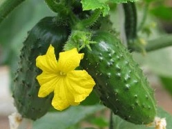 Как да засадите краставици в оранжерия през август