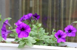Petunia Alderman, характеристики на отглеждане