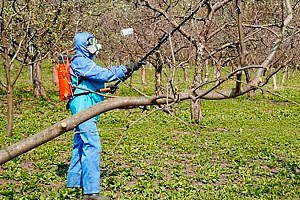 Пръскане на дървета през пролетта (видео)