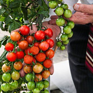 Кои сортове домати са най-продуктивни