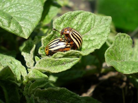 Оригинални методи за борба с колорадския бръмбар
