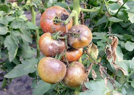 Основните вредители по доматите