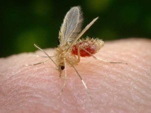 Пясъчните мухи са опасност, която дебне на почивка