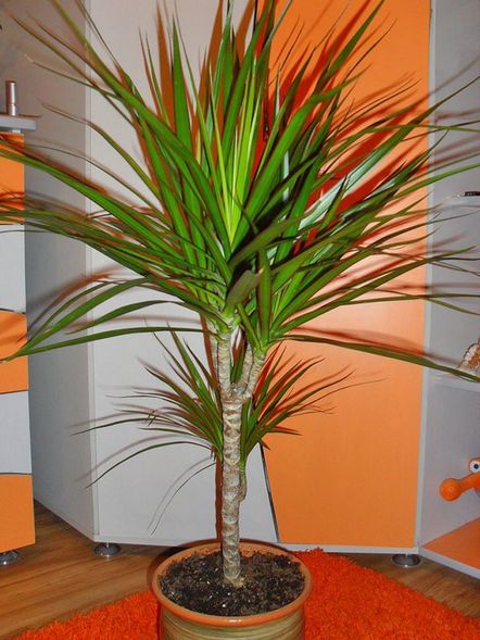 Правила за грижа за драцената у дома в снимки и видеоклипове