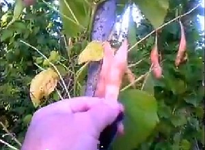 Видео съвети за отглеждане на зелен фасул в задния двор