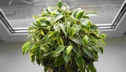 Фикус Бенджамин поличби и суеверия