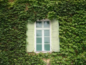 Често срещани вечнозелени лози в градината