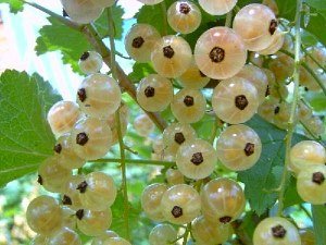 Бяло френско грозде, отглеждащо лечебно и вкусно зрънце на вашия сайт
