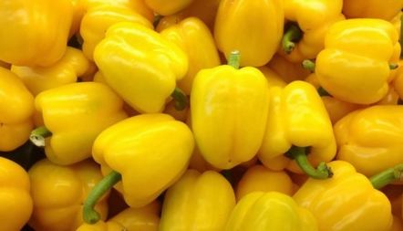 Описание на сорта Pepper Gemini, характеристики, прегледи