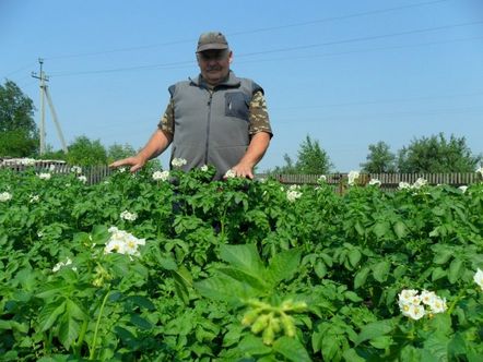 Грижа за насажденията от картофи