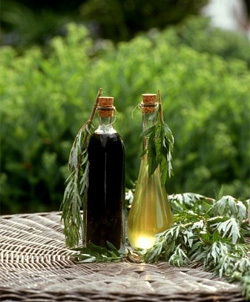 Етерично масло от пелин срещу молци, въшки, дървеници, кой да изберете и как да използвате, за да се отървете от насекомите в апартамента