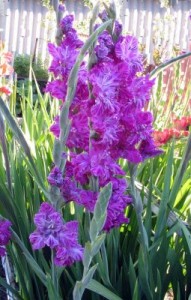 9 въпроса и отговора за отглеждането на гладиоли