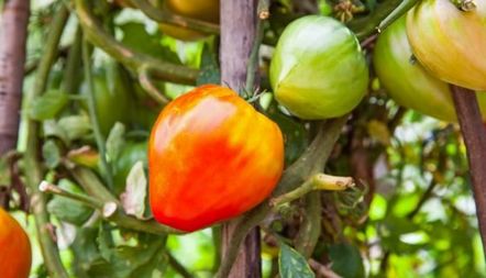 Сърцето на Tomato Bull описание на сорта, снимка, характеристики, рецензии
