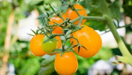 Как да подхраним и наторим доматите с оборски тор