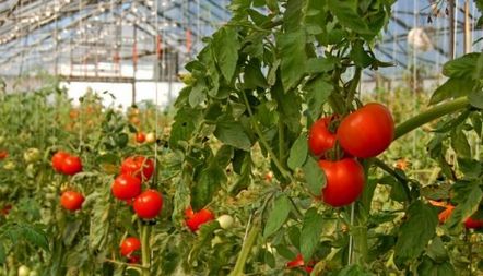 Описание на сорта домати Любаша, рецензии, снимки