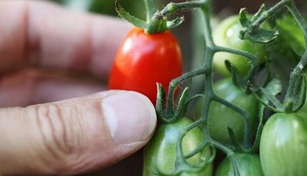 Изненада за отглеждане на домати на закрито, рецензии