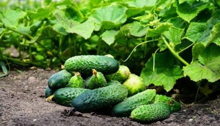 Краставици Феникс плюс описание на сорта, снимки, рецензии