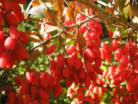 Препарати от берберис за зимата