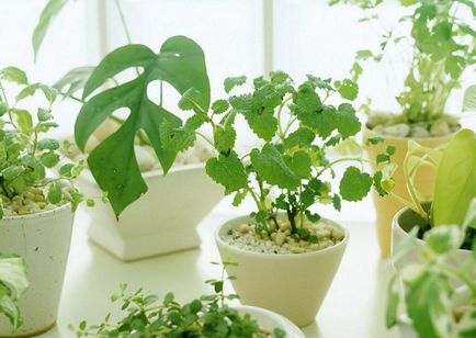 10 Legile houseplants în creștere - design interior - interior al casei, Feng Shui, acasă
