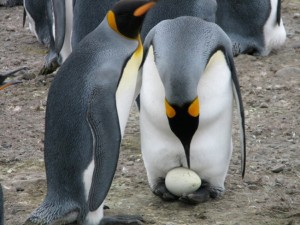 Cum de a trăi pe Antarctica