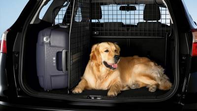 Accesorii pentru câini în mașină