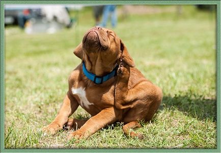 Alergii la câini și simptome de tratament, animale de companie
