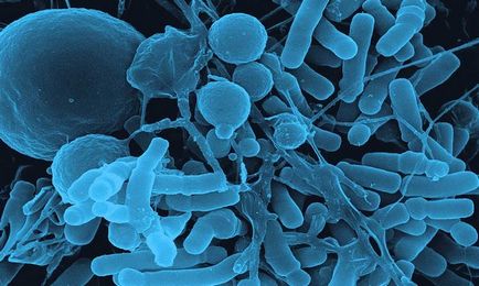 Bifidobacteria și rolul lor în sănătatea umană pentru a compensa flora pierdute