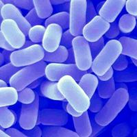 Bifidobacteria și lactobacili
