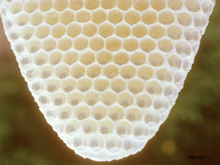 Blog pentru fanii de miere apicultor