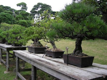 Bonsai pentru ce