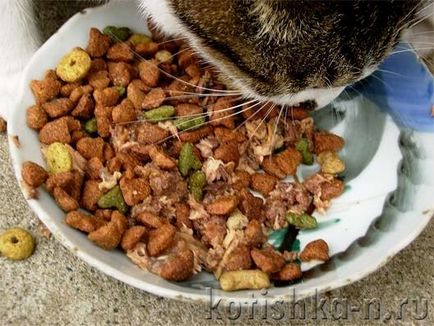 Ce mănâncă o pisică