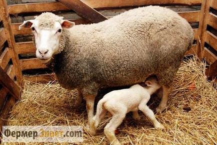 Ce să se hrănească oile
