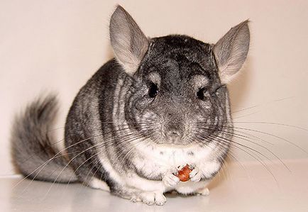 Chinchilla mănâncă