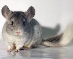 Chinchilla mănâncă