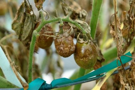 Innegresc fructe de tomate