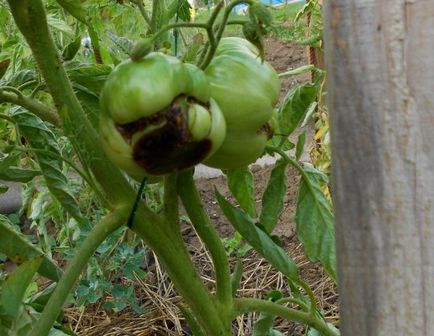 Innegresc fructe de tomate