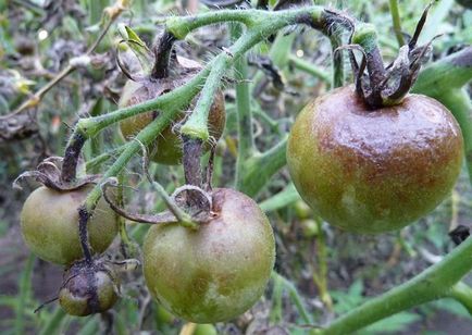 Innegresc fructe de tomate