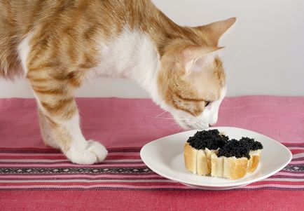 Ce mănâncă o pisică