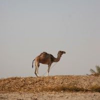Ce să aducă din Hurghada