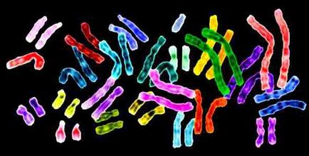 Ce este un cromozom biologie