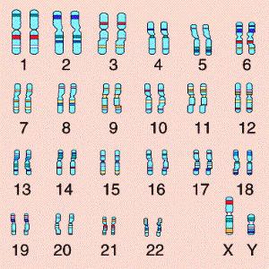 Ce este un cromozom biologie